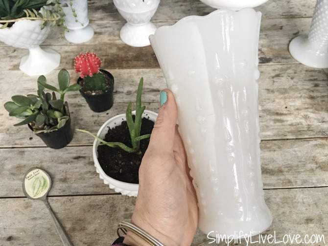 milk glass for quick succulent garden idea