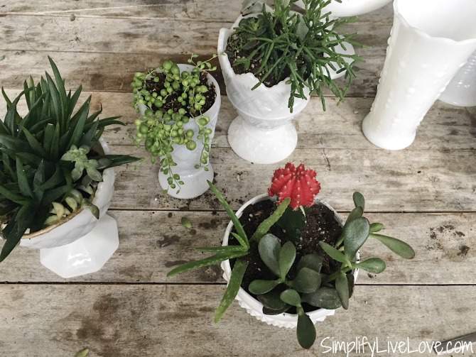 mini succulent garden idea makes quick gift