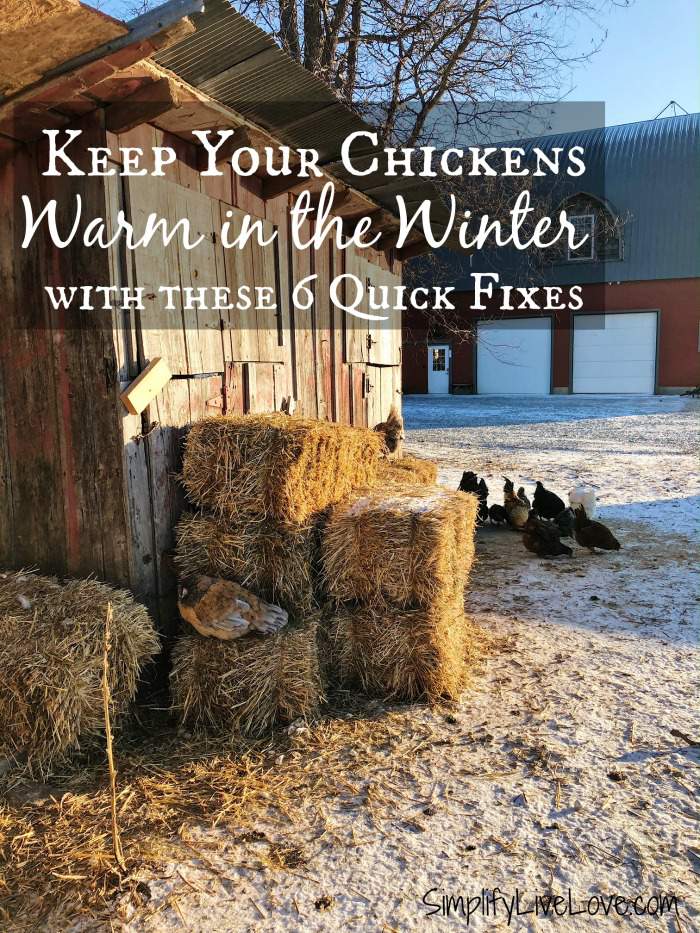 How to Keep Chickens Warm in Winter Without Electricity - Simplify