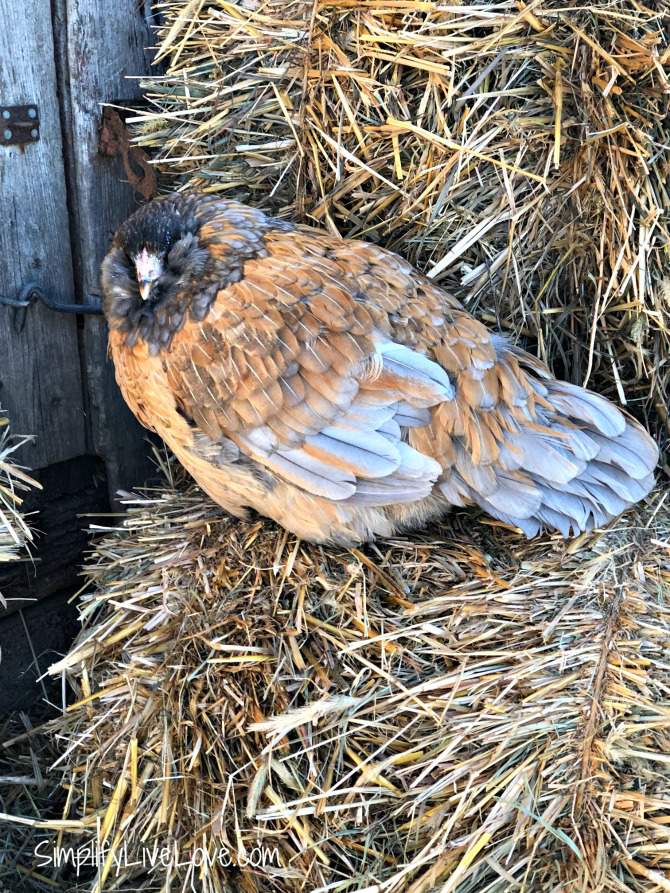 How to Keep Chickens Warm in Winter Without Electricity - Simplify