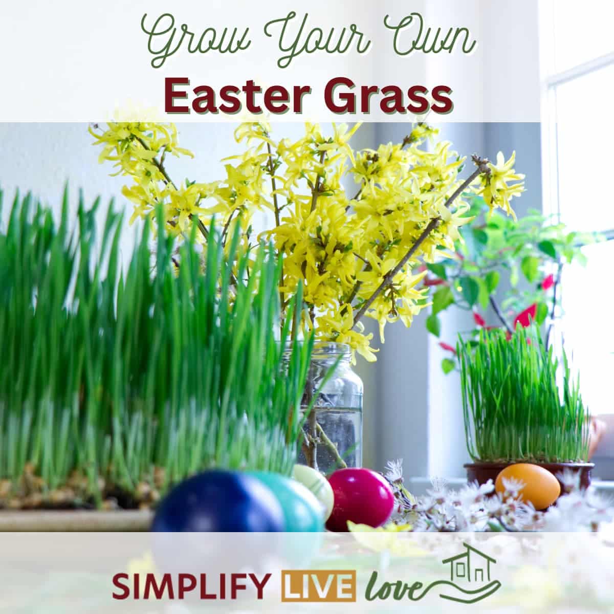How to Grow Your Own Easter Basket Grass - Simplify, Live, Love