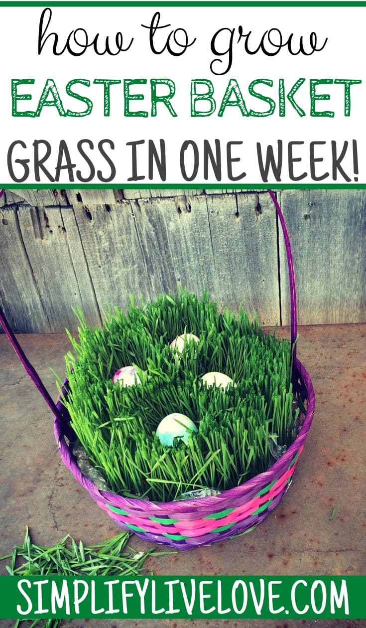 How to Grow Your Own Easter Basket Grass Simplify, Live, Love