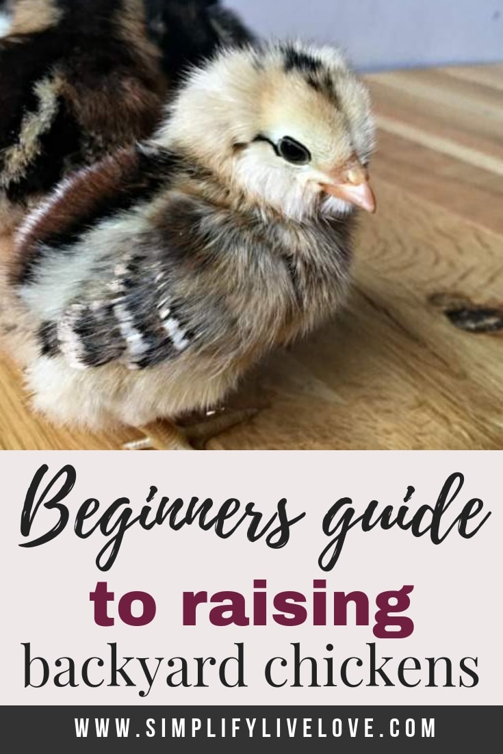 Beginner's Guide to Raising Baby Chicks for Your Backyard Homestead