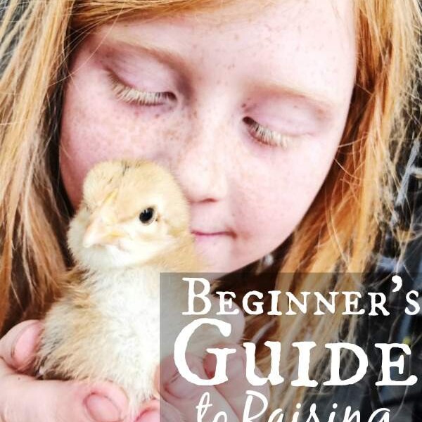Beginner's guide to raising baby chicks 600