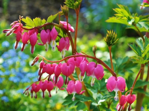 bleeding-heart