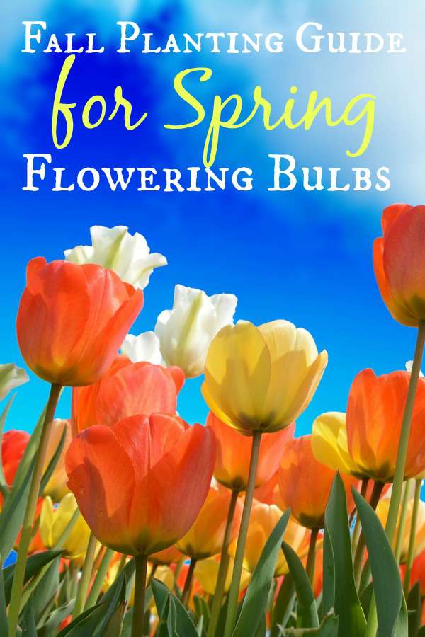 Fall Planting Guide For Beautiful Spring Flowering Bulbs - Simplify ...