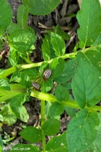 What You Need to Know about the Colorado Potato Beetle - Simplify, Live ...