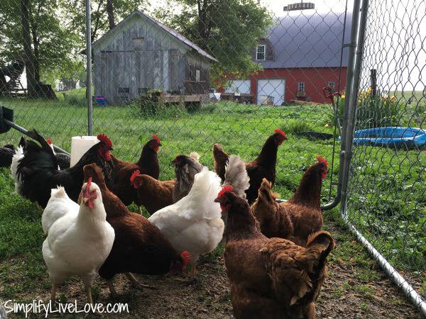 flock of egg laying chickens