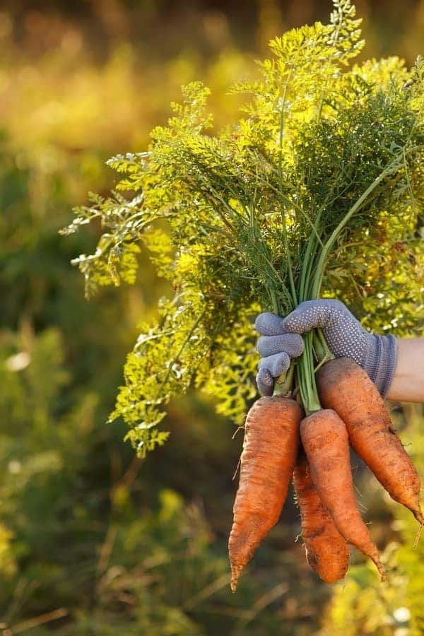 Transform Your Garden with The Best Seed Storage Containers