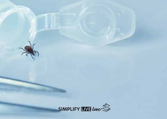 testing kit for ticks with tweezers in the foreground on a white background