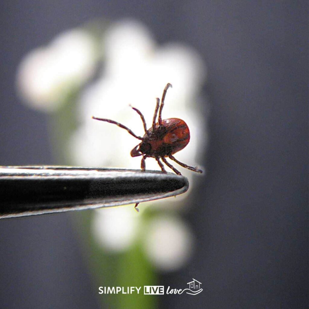 tick clasped with tweezers on gray background