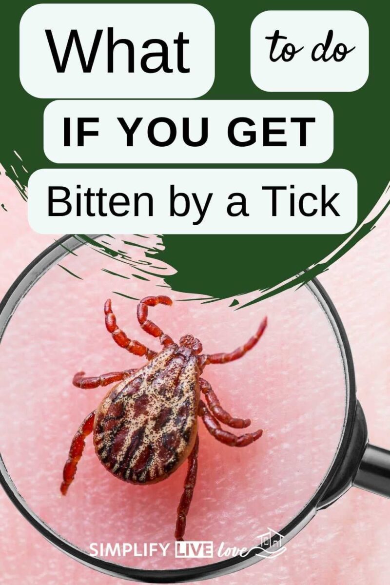 Tick Bite First Aid: Best Tips for Prevention and Recovery - Simplify ...