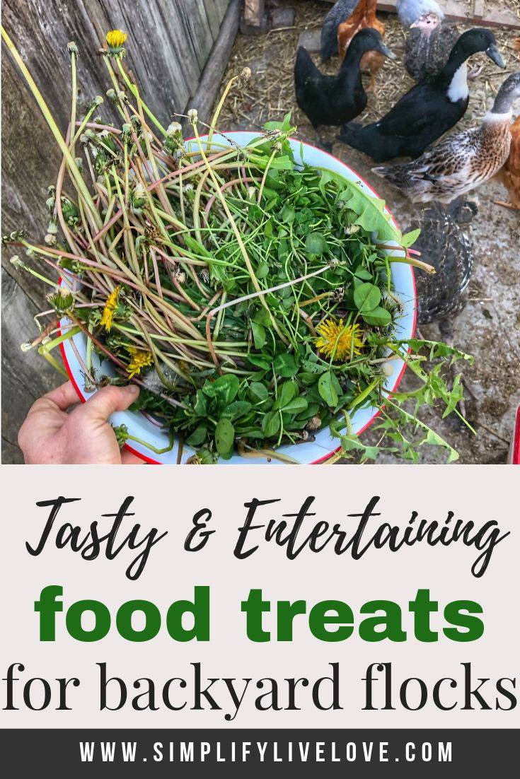 7 Tasty and Entertaining Food Treats for Chickens Simplify, Live, Love