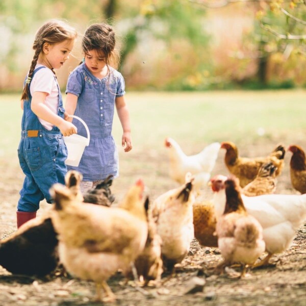 2 girls feeding chickens