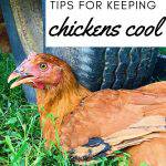 chicken panting in the summer heat
