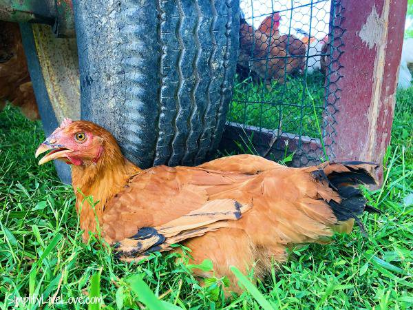 How To Keep Chickens Cool During Summer Without Electricity