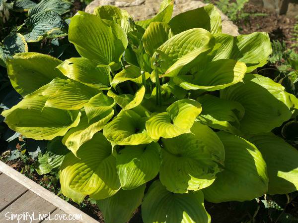 Grow Beautiful Flowering Sun-Tolerant Hostas with these Tips - Simplify ...