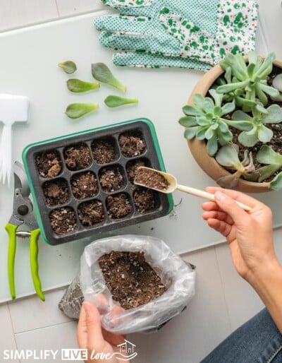 How to Care For Succulents Indoors (Must Know Tips to Help them Thrive ...