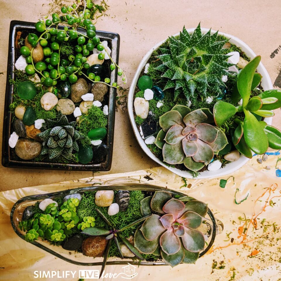 How to Care For Succulents Indoors (Must Know Tips to Help them Thrive ...