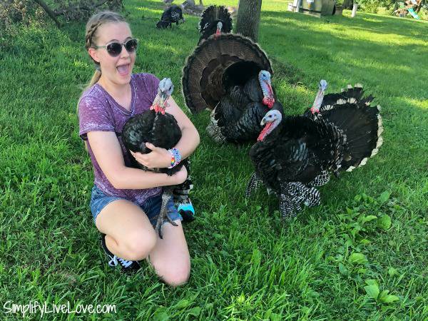 why we love raising turkeys