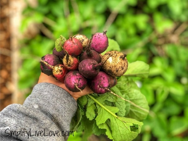 radish bouquet - quick growing fall vegetables