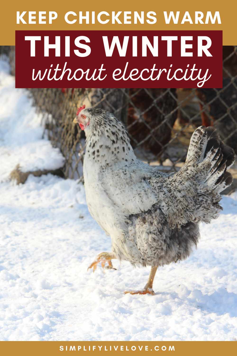 How to Keep Chickens Warm in Winter Without Electricity Simplify