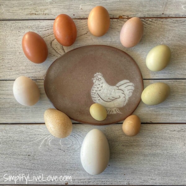 different types of eggs - goose egg, turkey egg, duck egg, chicken eggs, guinea egg