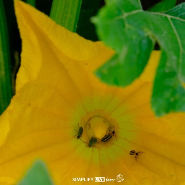 striped cucumber beetle