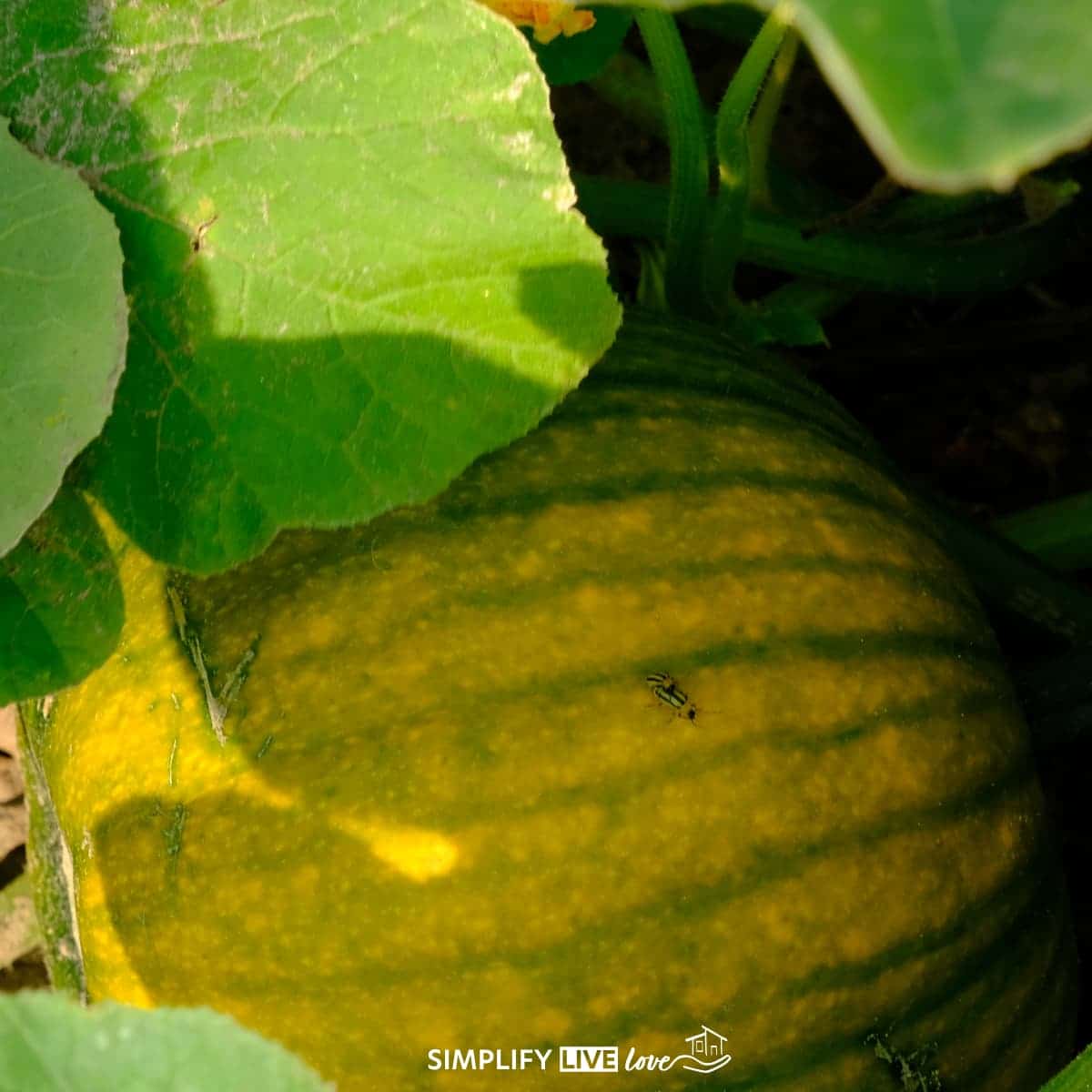 striped cucumber beetles on a pumpkin