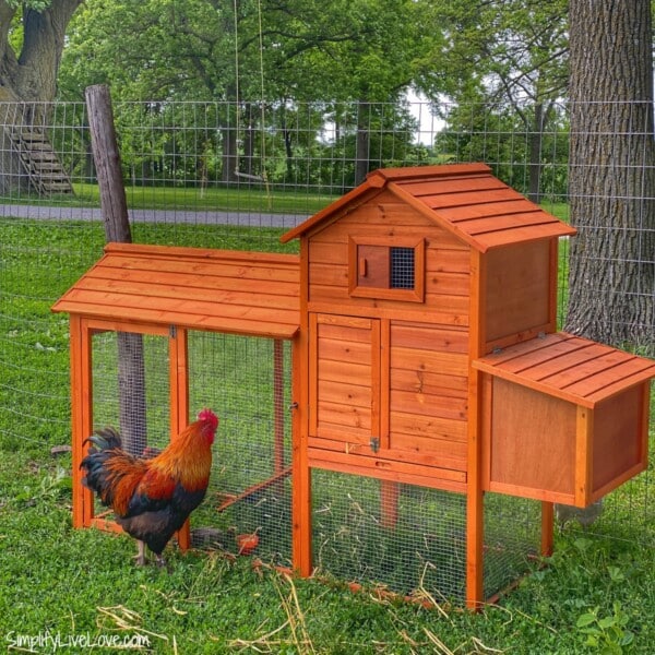 bcp wooden chicken coop