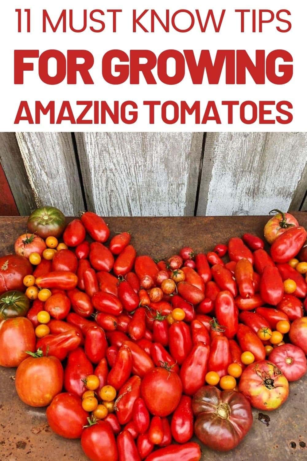 Planting Tips For Tomatoes At Indiana Mulquin Blog Planting Tips For Tomatoes At Indiana Mulquin Blog
