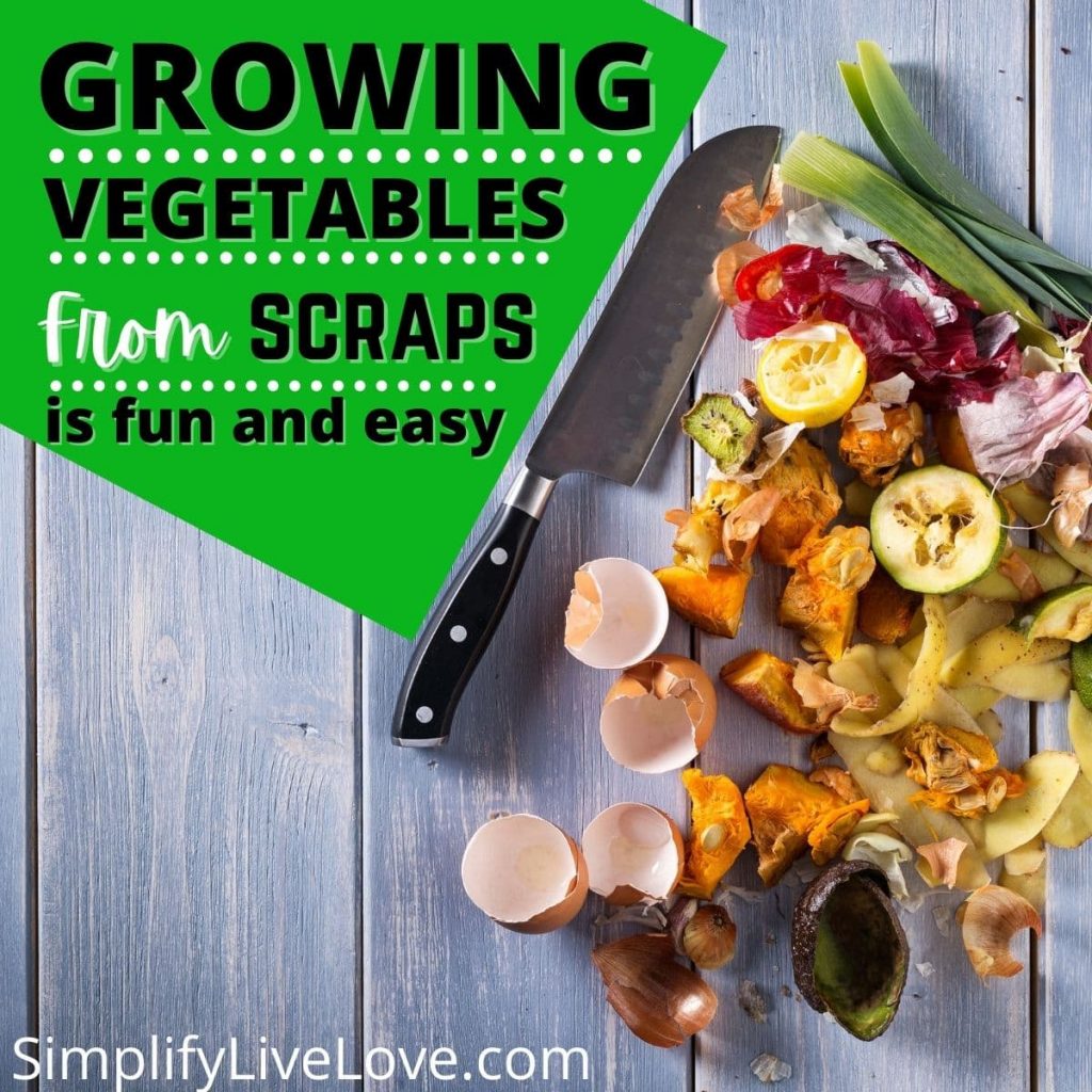 Growing Vegetables from Scraps is Fun & Easy Simplify, Live, Love