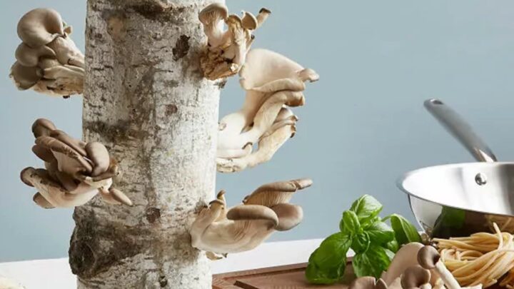 oyster mushroom growing log