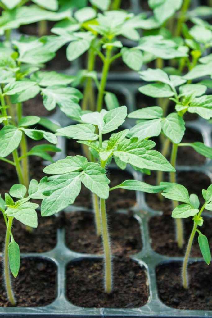 How to Harden off your seedlings