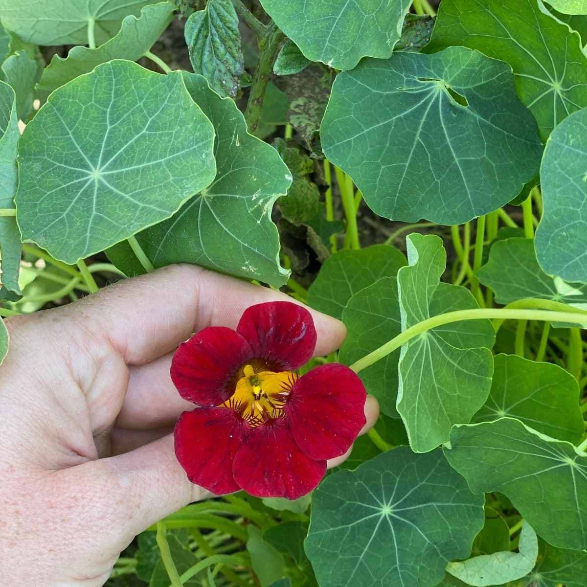 Edible flowers