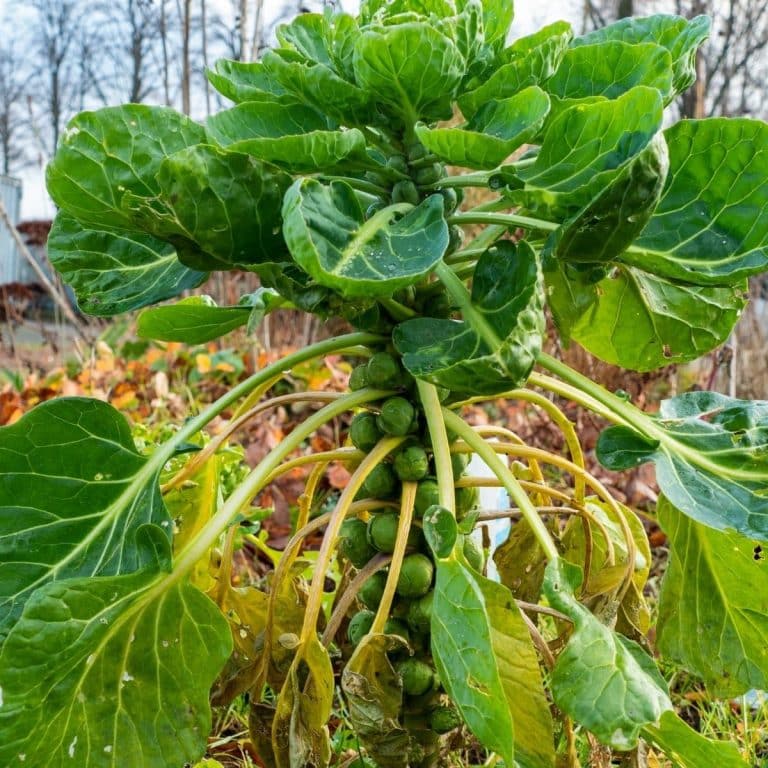 How to Grow Brussels Sprouts in the Home Garden Simplify, Live, Love