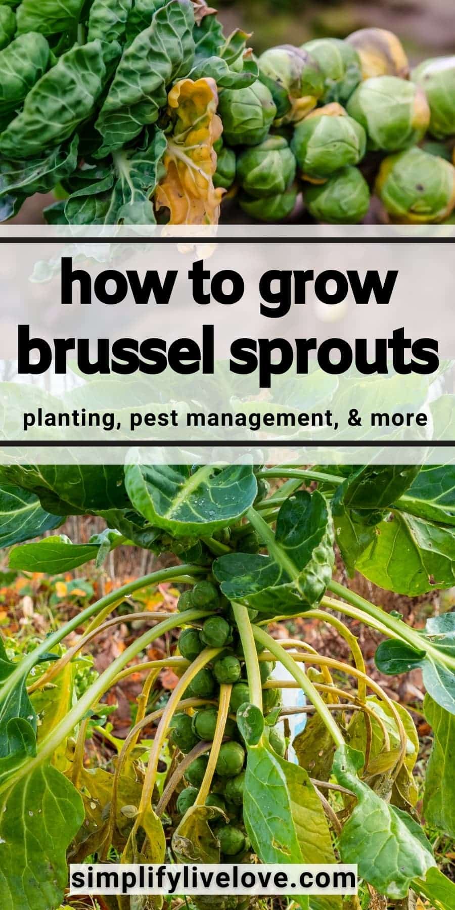How to Grow Brussels Sprouts Simplify, Live, Love