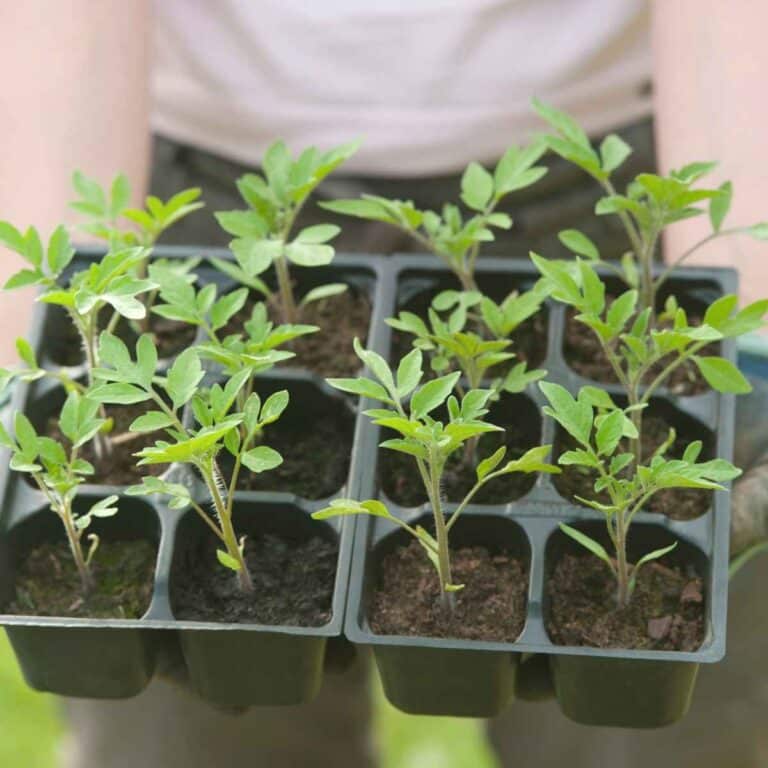 How to Harden Off Seedlings (Step-by-Step for Strong Transplants ...