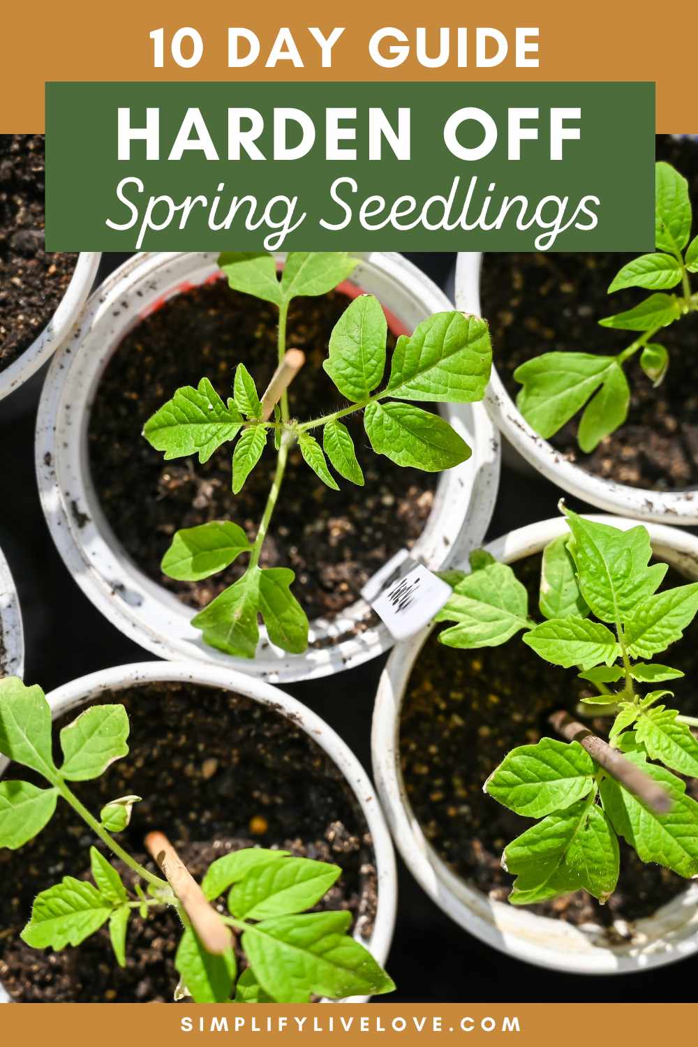 How to Harden Off Seedlings (Step-by-Step for Strong Transplants ...