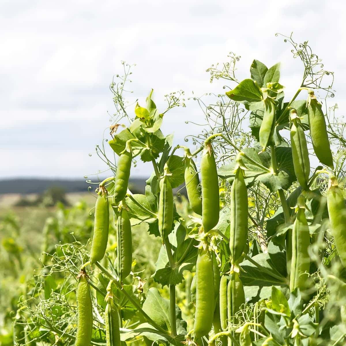    Peas On The Vine 12 1 