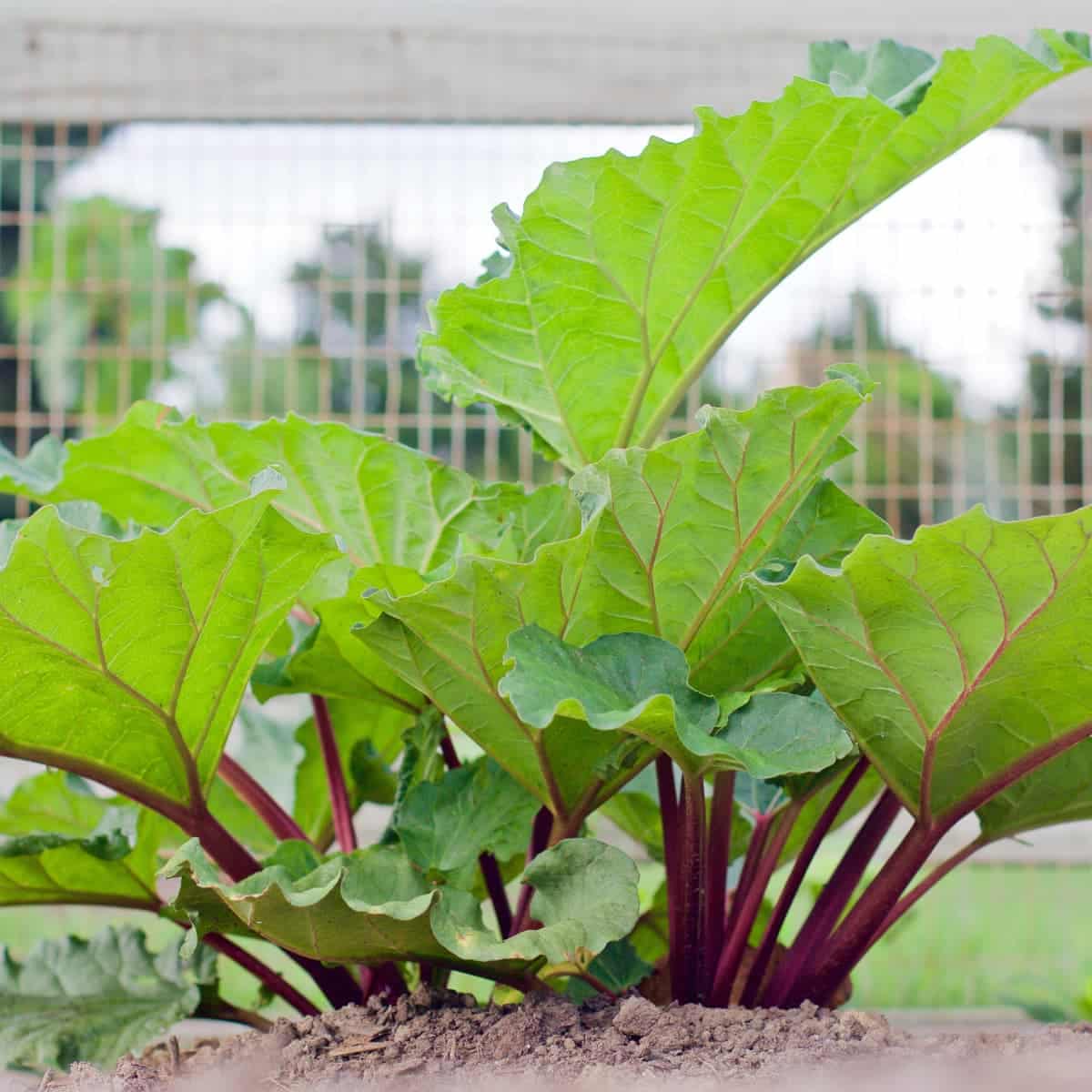 growing rhubarb - tips & tricks for a good harvest - simplify