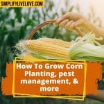 How to Grow Corn in a Raised Bed Garden or Your Backyard Homestead ...