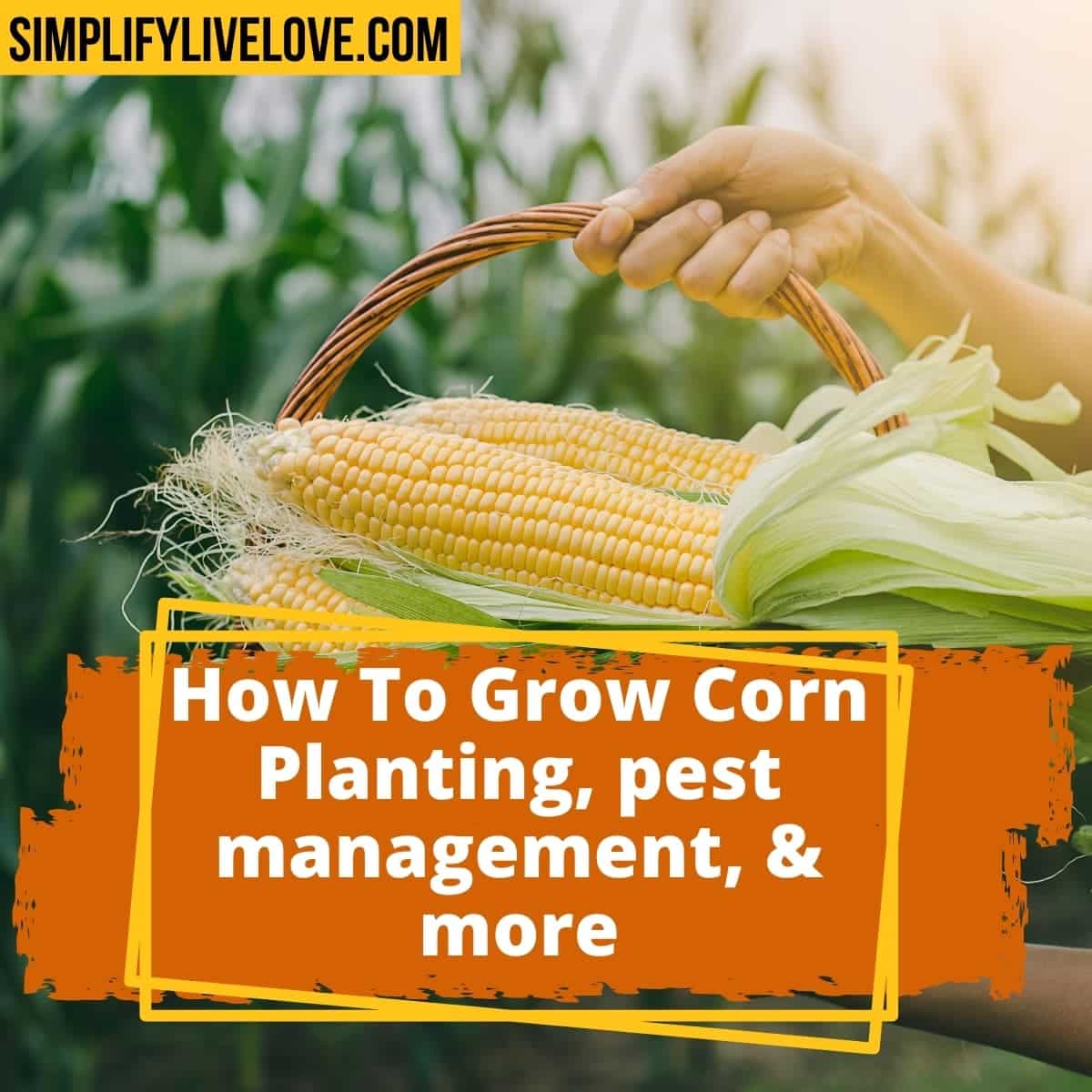 When to Harvest Sweet Corn - The Beginner's Garden