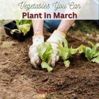 What Vegetables to Plant in March + Early Spring Garden Chores