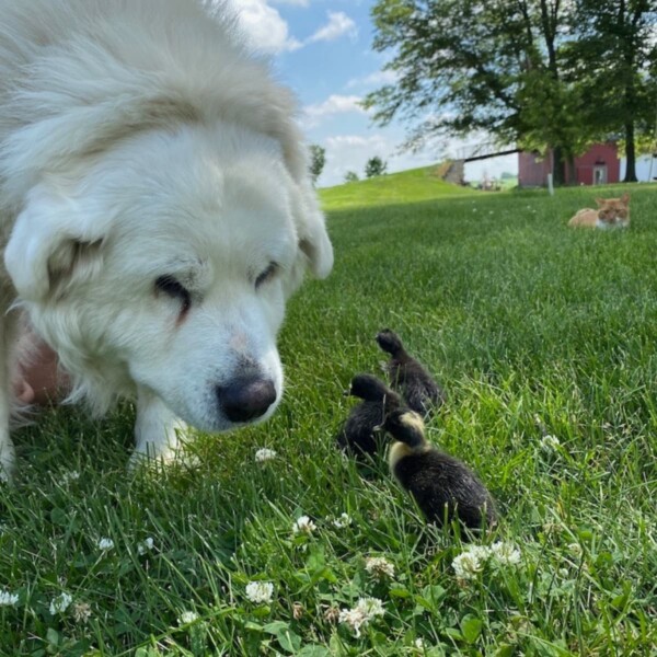 great pyrenees with ducklings (1)