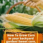 How to Grow Corn in Your Backyard Garden Homestead - Simplify, Live, Love