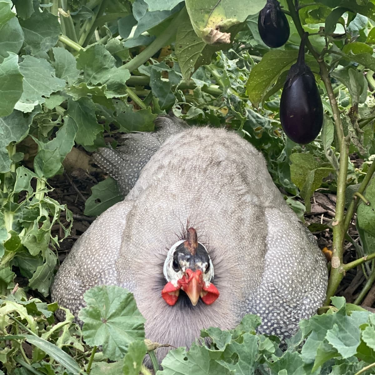 7 Advantages of Keeping Guinea Fowl on Your Homestead – Mother Earth News