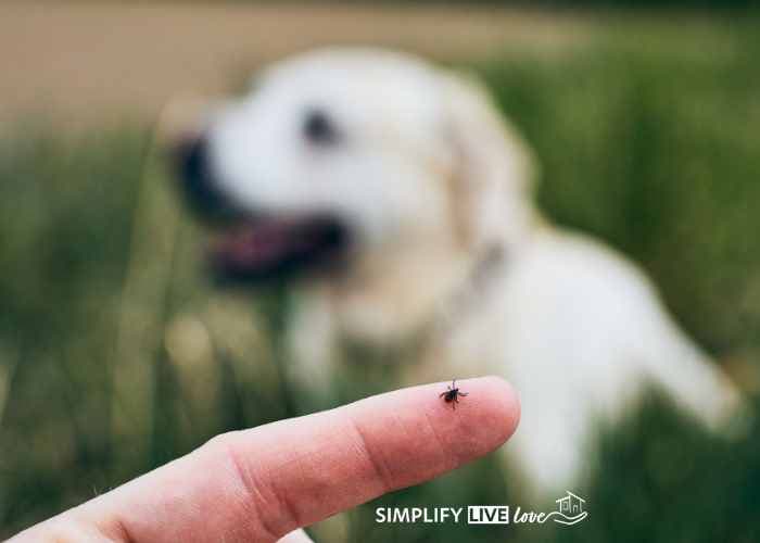 blurred yellow dog in background with finger holding tick