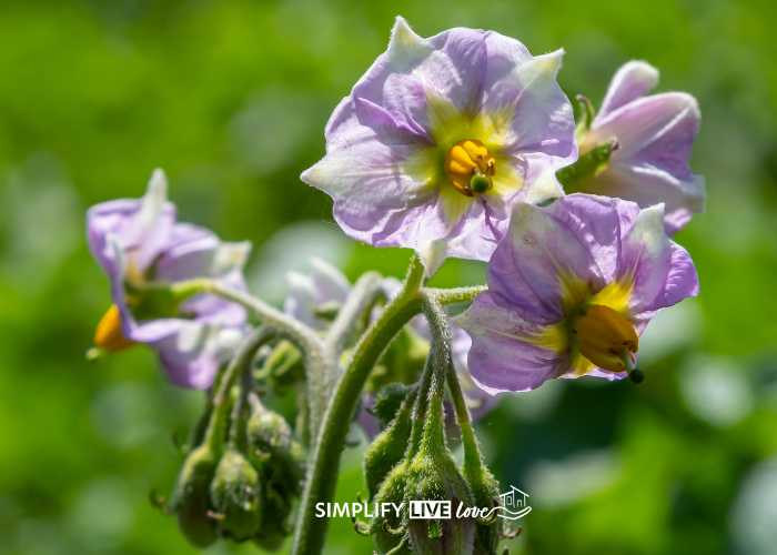 flowers on potato plants to indicate potatoes are growing in garden