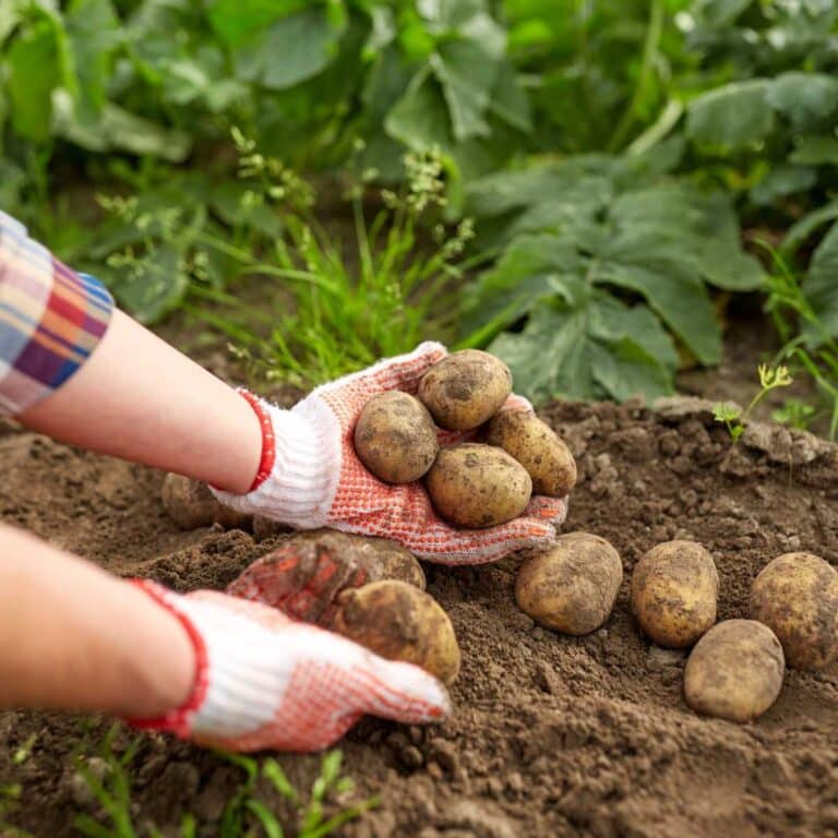 How to Grow Potatoes The Easy Way (NoDig Method) Simplify, Live, Love